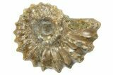 2 to 2 1/2" Tractor Ammonite (Douvilleiceras) Fossils - Photo 3